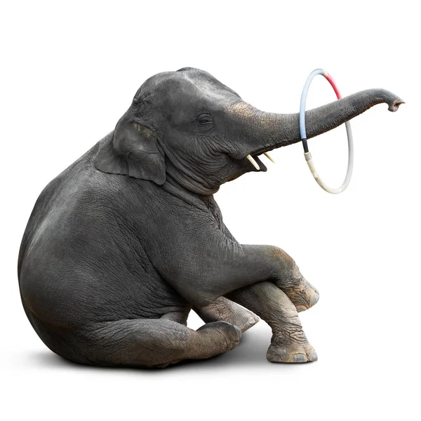 Niedliches Elefantenbaby Spielt Hulahoop Isoliert Auf Weißem Hintergrund Mit Clipping — Stockfoto