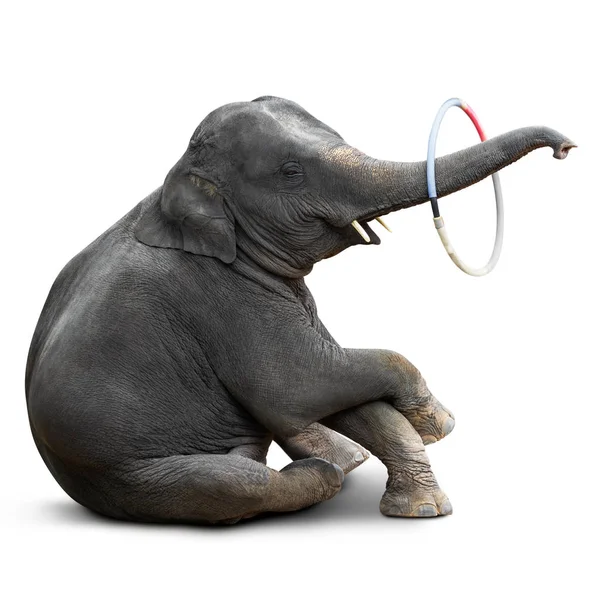 Carino Elefante Bambino Giocare Hulahoop Isolato Sfondo Bianco Con Percorso — Foto Stock