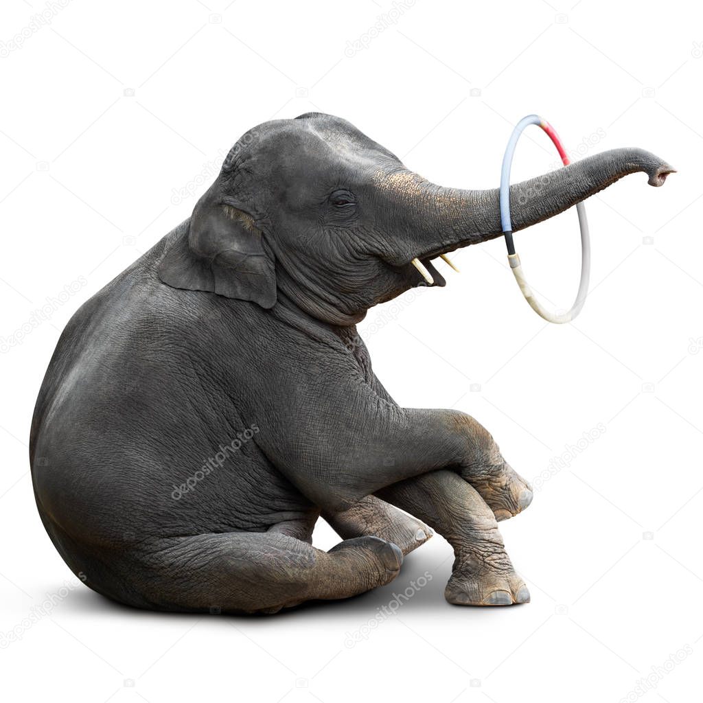 Cute baby elephant playing hulahoop isolated on white background with clipping path