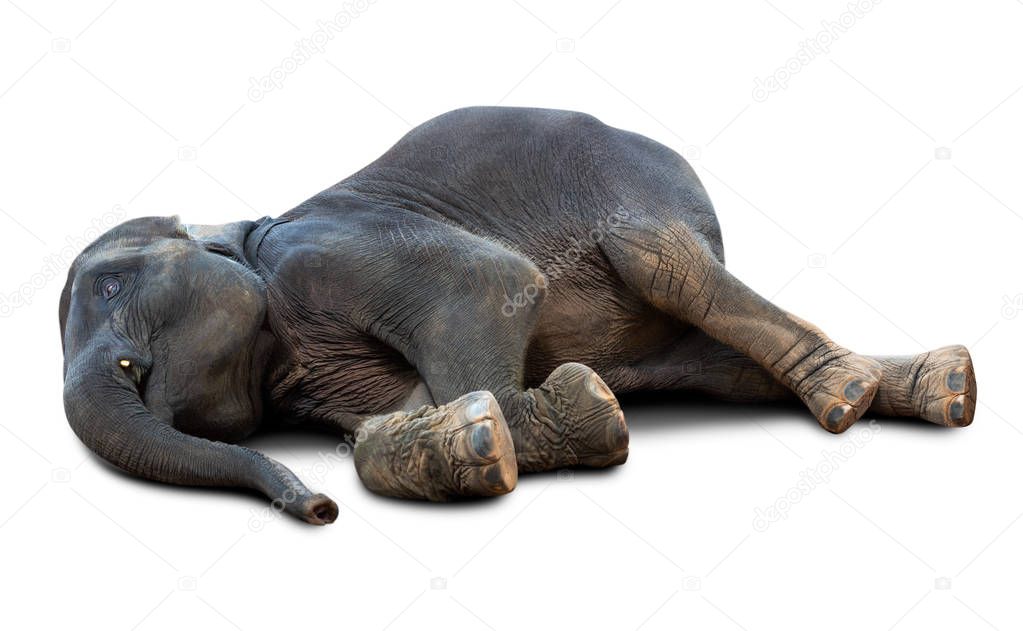 Dead Asian elephant isolated on white background with clipping path