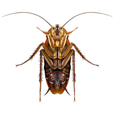 Alt tarafı beyaz arka plan üzerinde izole hamamböceği aşağıda