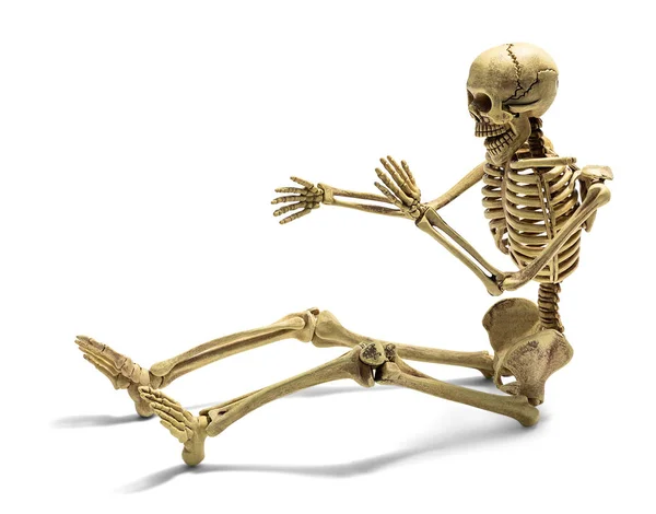 Modelo Esqueleto Humano Sentado Para Educación Médica Básica Aislado Sobre — Foto de Stock