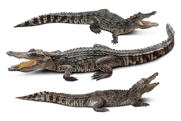 Groep van de Crocodile geïsoleerd — Stockfoto