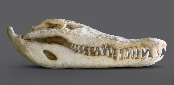 Crocodile skull isolated — Stock Photo, Image