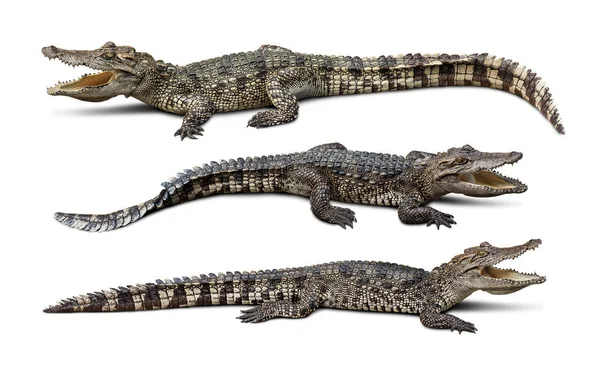 Krokodilgruppe isoliert — Stockfoto