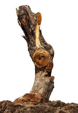 İzole edilmiş ölü ağaç kütüğü