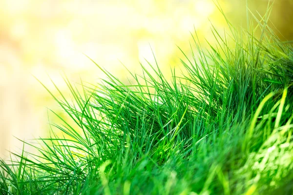 Grüner Hintergrund — Stockfoto