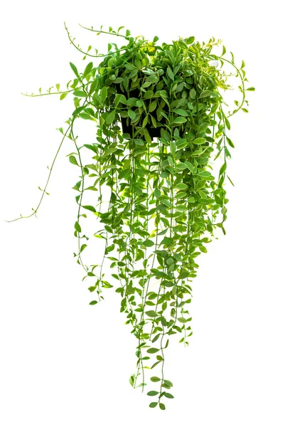 Hanging houseplant isolated — Stock Photo, Image