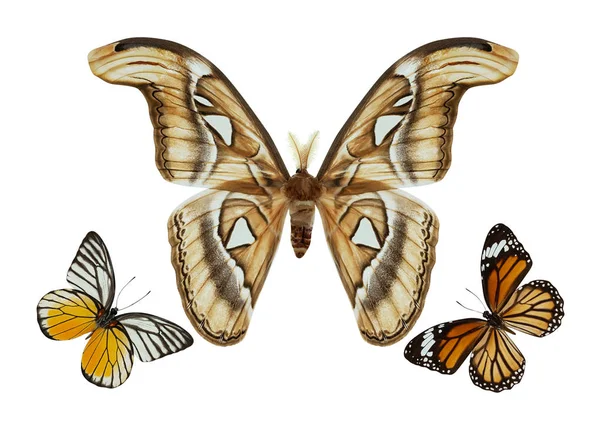 Schmetterlingsgruppe isoliert — Stockfoto