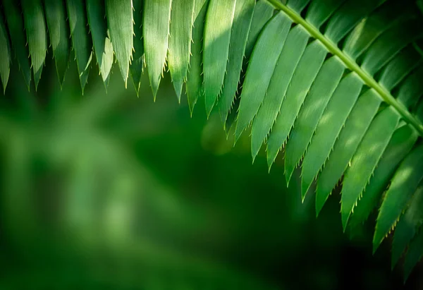 天然绿色背景 — 图库照片