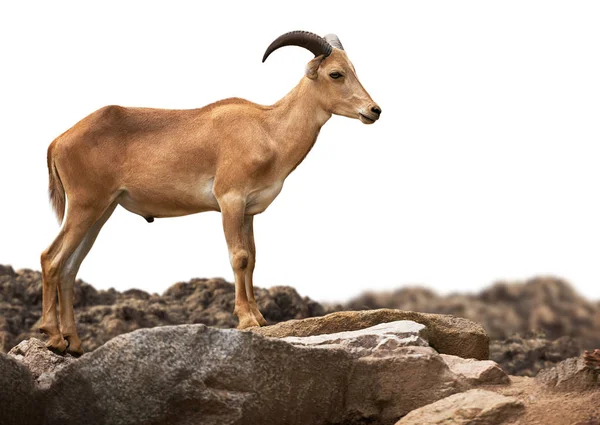 Ovejas berberiscas sobre piedra aisladas — Foto de Stock