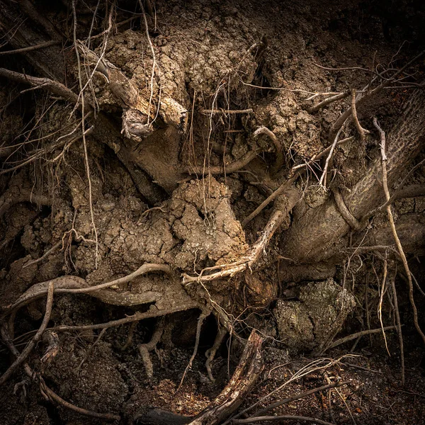 Root of tree — Stock Photo, Image