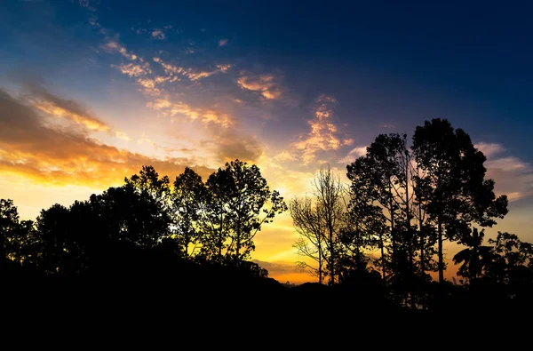 Árbol en el bosque — Foto de Stock