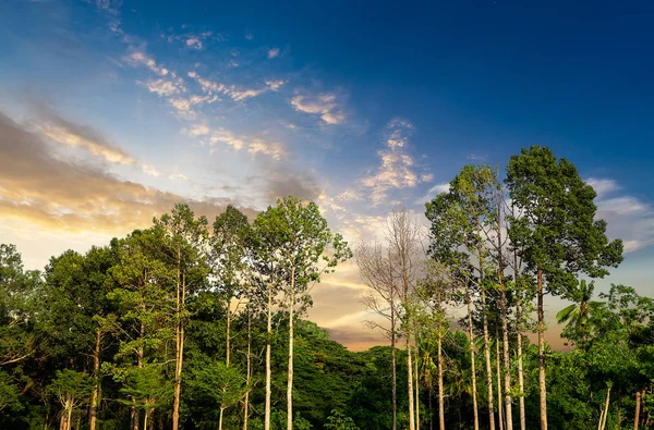 Árvore na floresta — Fotografia de Stock