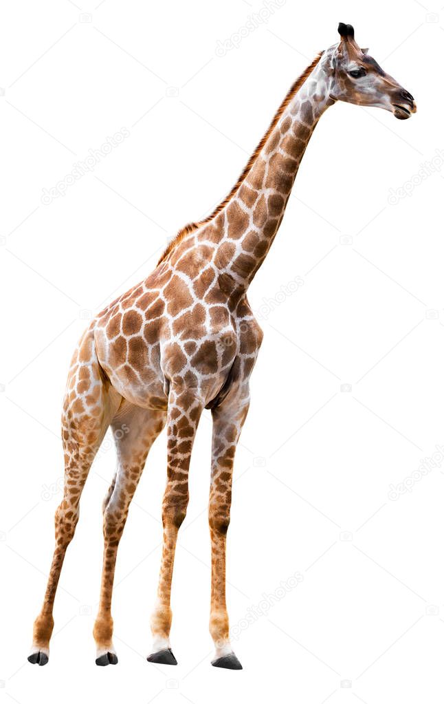 fotoslaz