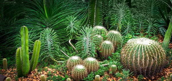 Wüstenpflanzengarten — Stockfoto