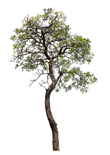 Tree isolated — Stock Photo, Image