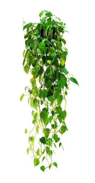 Hanging houseplant isolated — Stock Photo, Image