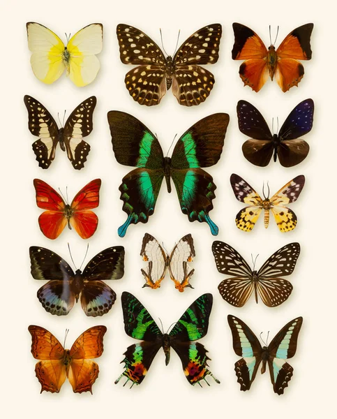 Schmetterlingssammlung isoliert — Stockfoto