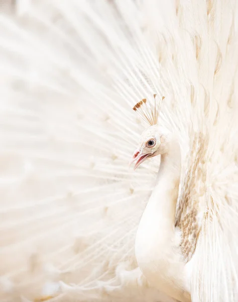 Närbild Vacker Vit Påfågel Med Fjäder Spridning Stjärtfjädrar — Stockfoto