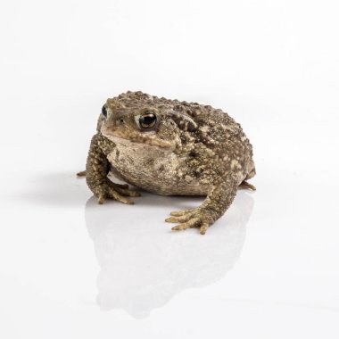 ortak kurbağa ya da Avrupa kurbağa, beyaz arka plan önünde bufo bufo.
