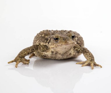 ortak kurbağa ya da Avrupa kurbağa, beyaz arka plan önünde bufo bufo.