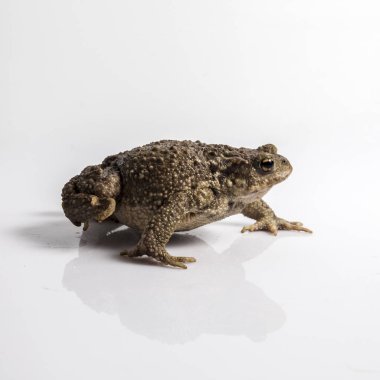 ortak kurbağa ya da Avrupa kurbağa, beyaz arka plan önünde bufo bufo.
