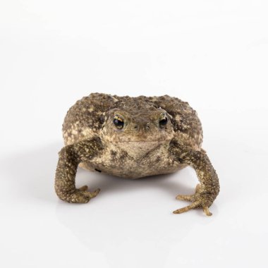 ortak kurbağa ya da Avrupa kurbağa, beyaz arka plan önünde bufo bufo.