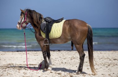 Djerba, Tunus güzel bir plajda izole kahverengi at.