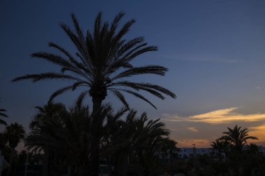 Günbatımı ve palmiye ağaçları, Djerba, Tunus.
