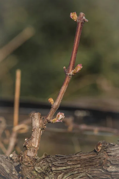 Виноградная Ветвь Цветами Ранней Весной Винограднике — стоковое фото