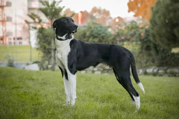 Fekete Fehér Kutya Egy Kertben Vadászati Pozícióban — Stock Fotó
