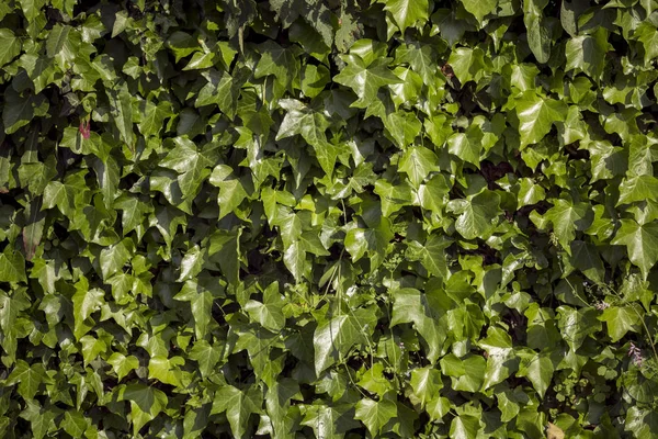 Grüne Hecke Oder Grüne Laubwand Isolierten — Stockfoto