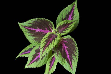 Coleus Arco-ris siyah arkaplanı izole etti.