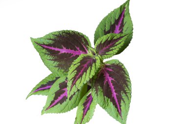 Coleus Arco-ris beyaz arkaplanı izole etti.