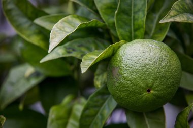 Bahçenin arka planında yaprakları olan yeşil avokado meyvesi..