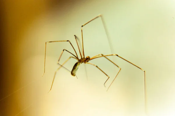 Macro aranhas e outros insetos . — Fotografia de Stock