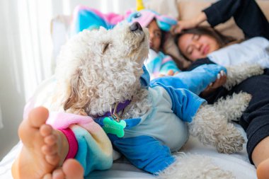 Yatakta beyaz köpek kanişi