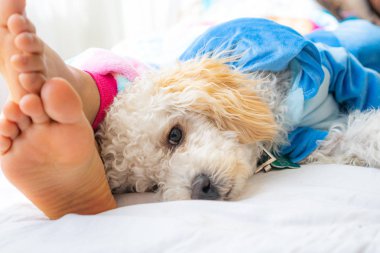 Yatakta beyaz köpek kanişi