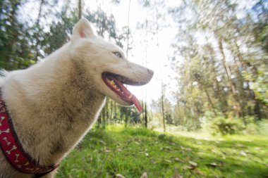 Beyaz köpek şirin, İskandinav, yabani köpekleri otların arasında besliyor.