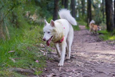 Beyaz köpek şirin, İskandinav, yabani köpekleri otların arasında besliyor.