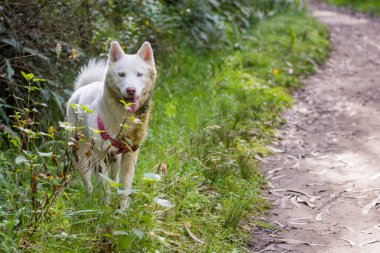 Beyaz köpek şirin, İskandinav, yabani köpekleri otların arasında besliyor.