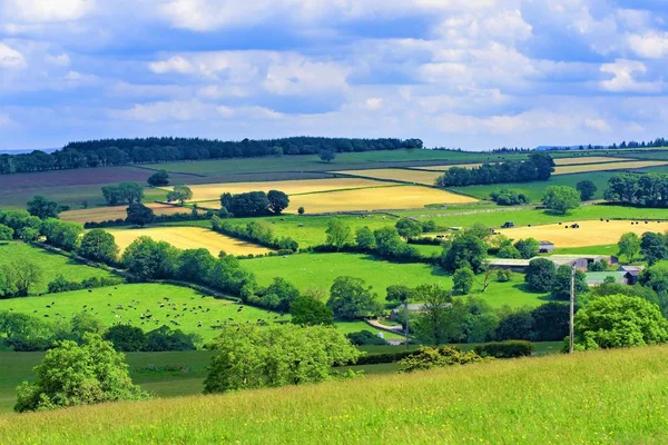 Запечатлев Прекрасный Летний День Йоркширских Дейлах Раю Живописного Пастырского Совершенства — стоковое фото