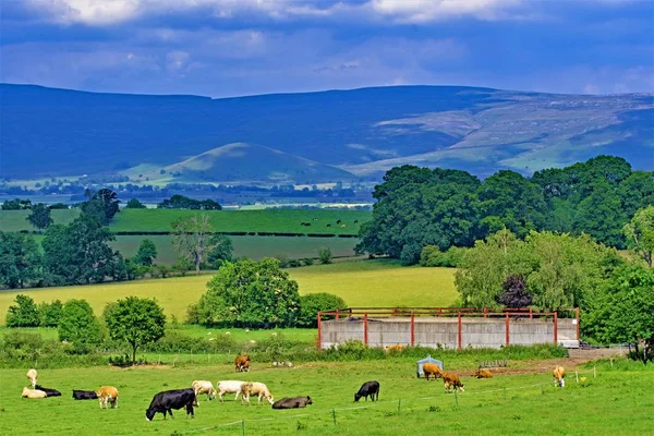 Capturing Beautiful Summer Day Yorkshire Dales Haven Picturesque Pastoral Farming — Stock Photo, Image