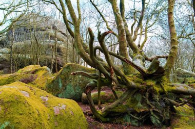 Brimham kayalar Nidderdale, Summerbridge, North Yorkshire, İngiltere'de, doğal heykel kayaların tamamen benzersiz ve harika geniş oluşumu vardır.  