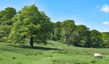 Hathersage, İngiltere 'nin Derbyshire eyaletinde yer alan bir şehirdir. Derwent Nehri 'nin biraz kuzeyinde yer alır, Sheffield' in yaklaşık 10 mil güneybatısında..