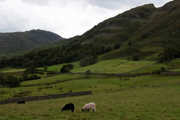 Hodge Close Wandeling Coniston Biedt Een Scala Aan Prachtige Uitzichten — Stockfoto