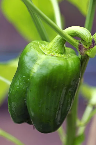 Peppers Sown National Lockdown Ripening Reaching Full Size Greenhouse Doncaster — Stock Photo, Image