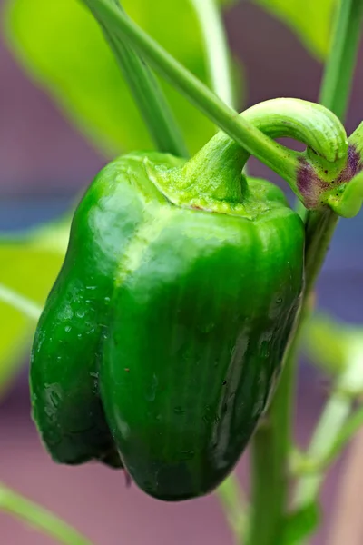 Peppers Sown National Lockdown Ripening Reaching Full Size Greenhouse Doncaster Stock Image