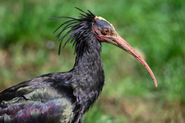 Güneş tarafından yakındaki bir Kuzey Kel Ibis 'te ortaya çıkarılan zengin bir renk dizisini yakalıyor..